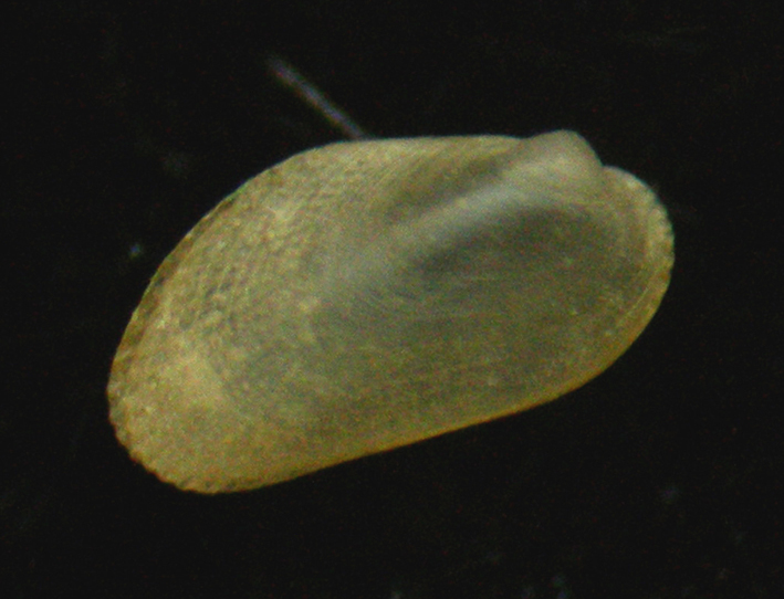 Gregariella semigranata